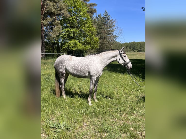 Lusitanos Stute 7 Jahre 165 cm Apfelschimmel in Eickhof