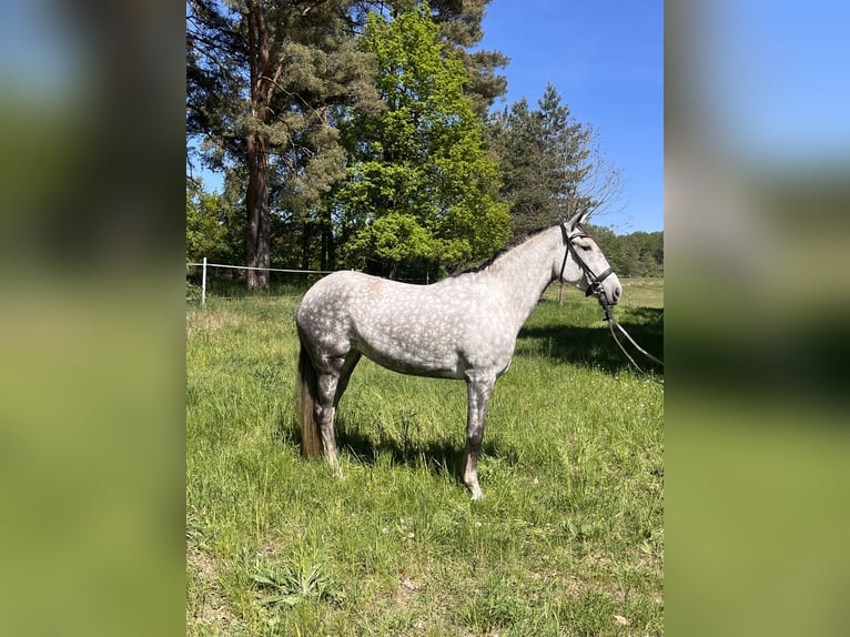 Lusitanos Stute 7 Jahre 165 cm Apfelschimmel in Eickhof