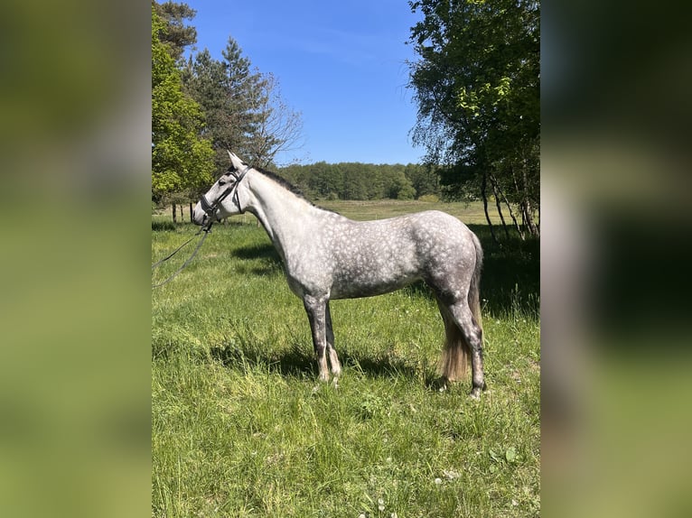Lusitanos Stute 7 Jahre 165 cm Apfelschimmel in Eickhof