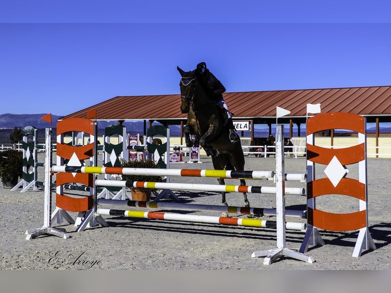 Lusitanos Stute 7 Jahre 168 cm Dunkelbrauner in Madrid