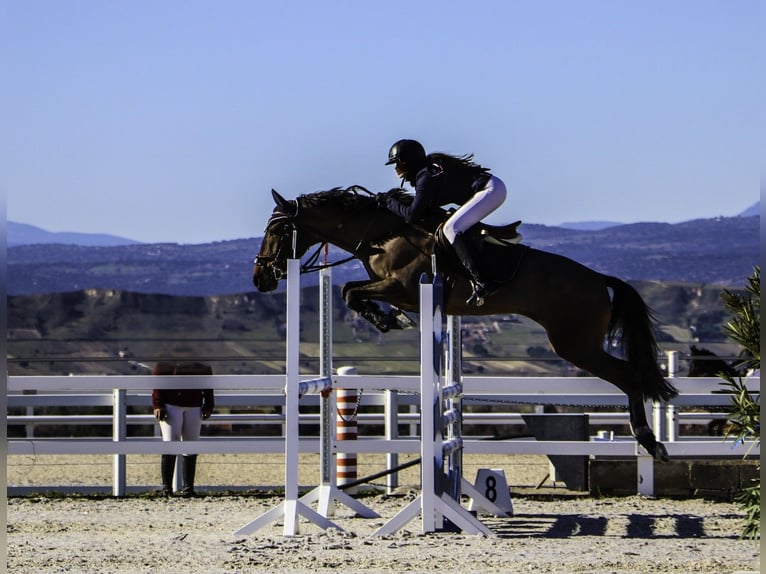 Lusitanos Stute 7 Jahre 168 cm Dunkelbrauner in Madrid