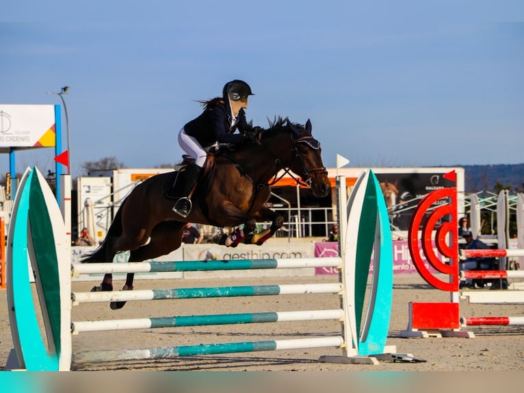 Lusitanos Stute 7 Jahre 168 cm Dunkelbrauner in Madrid