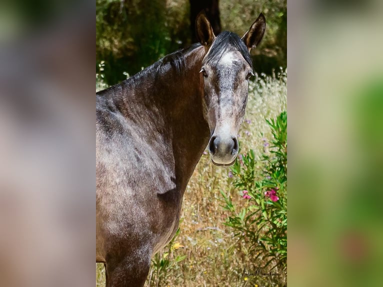 Lusitanos Stute 7 Jahre 170 cm Schimmel in Lauchringen