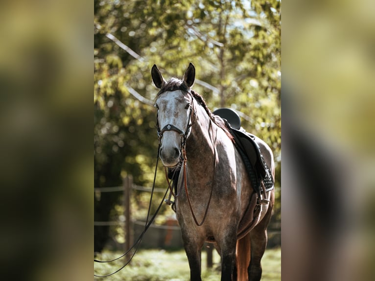 Lusitanos Stute 7 Jahre 170 cm Schimmel in Lauchringen