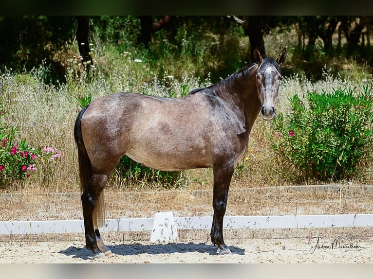 Lusitanos Stute 7 Jahre 170 cm Schimmel in Lauchringen