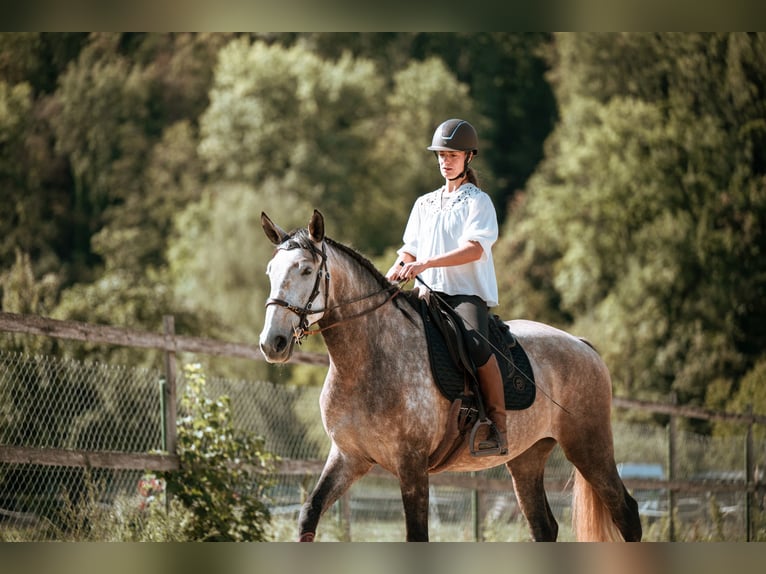Lusitanos Stute 7 Jahre 170 cm Schimmel in Lauchringen