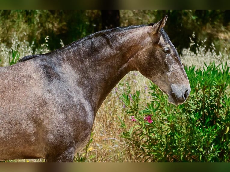 Lusitanos Stute 7 Jahre 170 cm Schimmel in Lauchringen