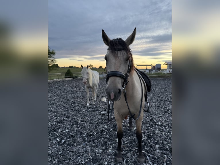 Lusitanos Mix Stute 8 Jahre 150 cm Falbe in Braunfels