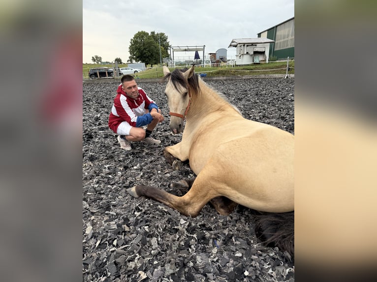 Lusitanos Mix Stute 8 Jahre 150 cm Falbe in Braunfels