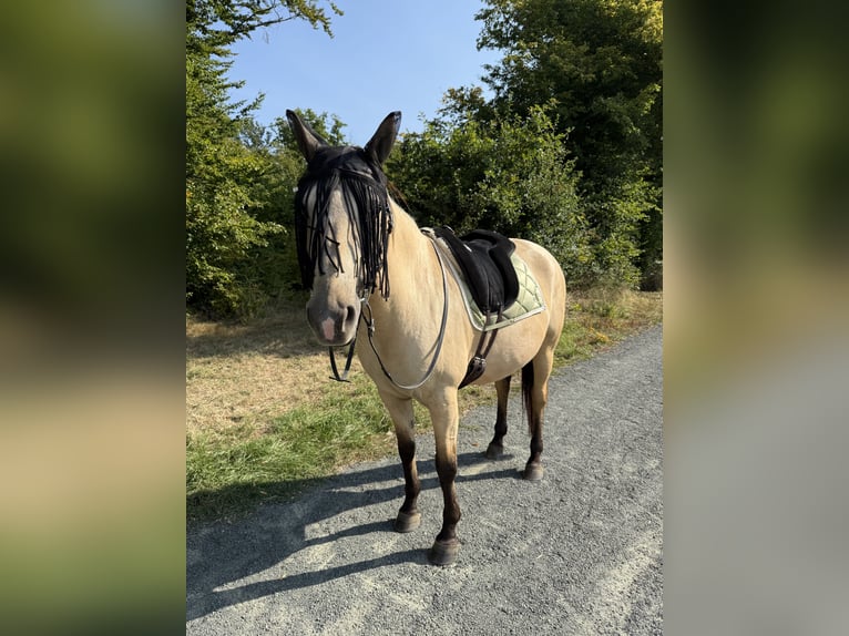 Lusitanos Mix Stute 8 Jahre 150 cm Falbe in Braunfels