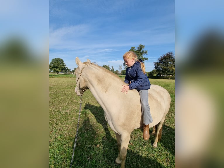 Lusitanos Stute 8 Jahre 150 cm Perlino in Zenderen