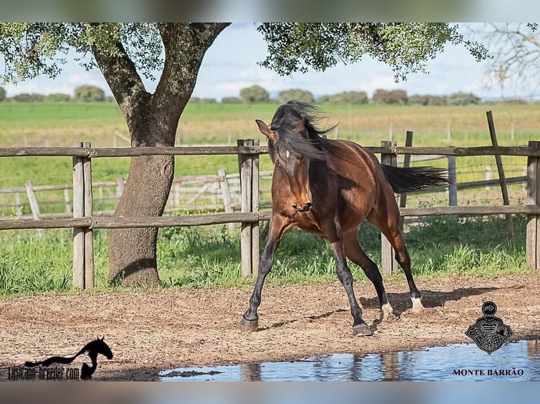 Lusitanos Stute 8 Jahre 155 cm Dunkelbrauner in Zakupy