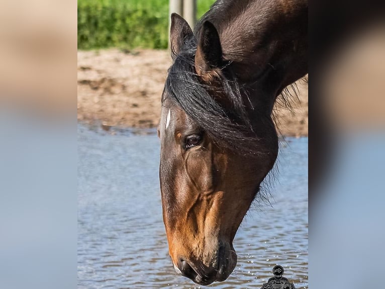 Lusitanos Stute 8 Jahre 155 cm Dunkelbrauner in Zakupy