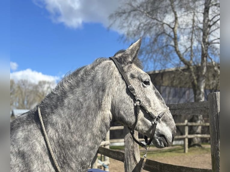 Lusitanos Stute 8 Jahre 159 cm Fliegenschimmel in Postfeld