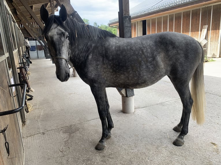 Lusitanos Stute 8 Jahre 159 cm Fliegenschimmel in Postfeld