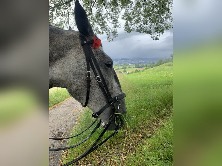 Lusitanos Stute 8 Jahre 159 cm Fliegenschimmel in Postfeld