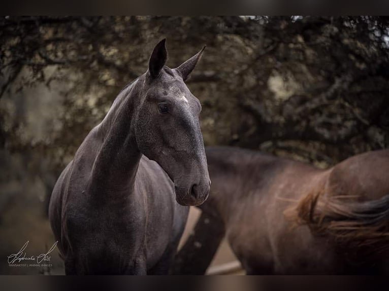 Lusitanos Stute 8 Jahre 159 cm Fliegenschimmel in Postfeld