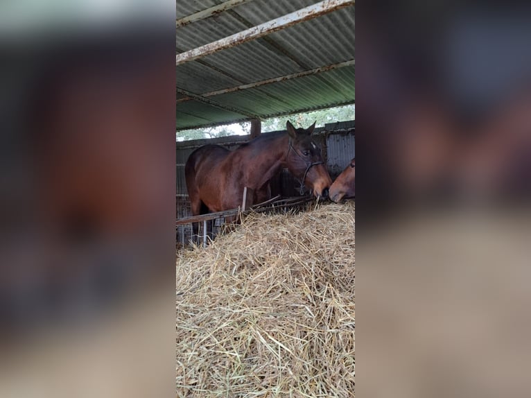 Lusitanos Stute 8 Jahre 160 cm Brauner in Castelo branco