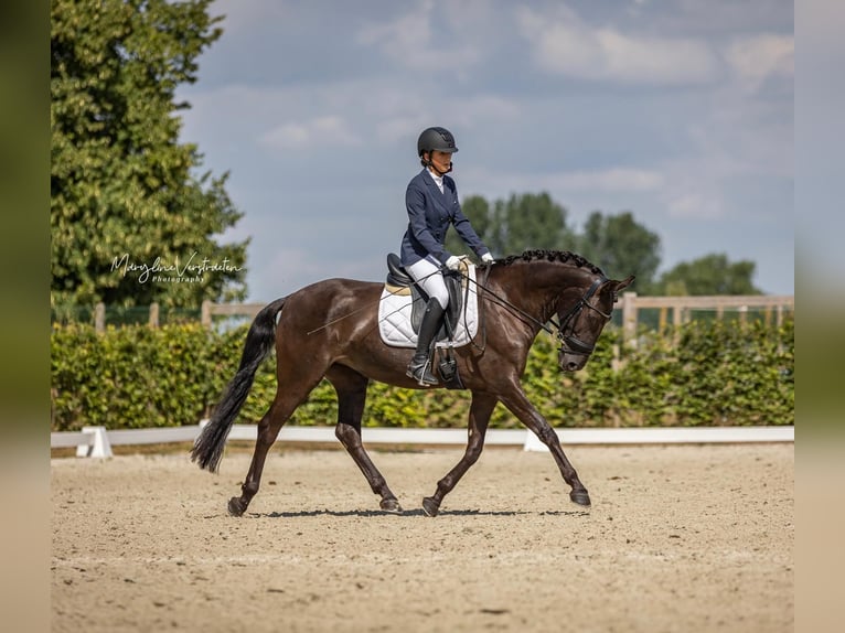 Lusitanos Stute 8 Jahre 160 cm Rappe in Bredene