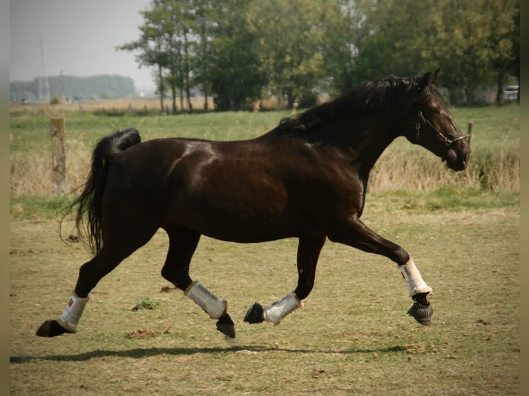 Lusitanos Stute 8 Jahre 160 cm Rappe in Bredene