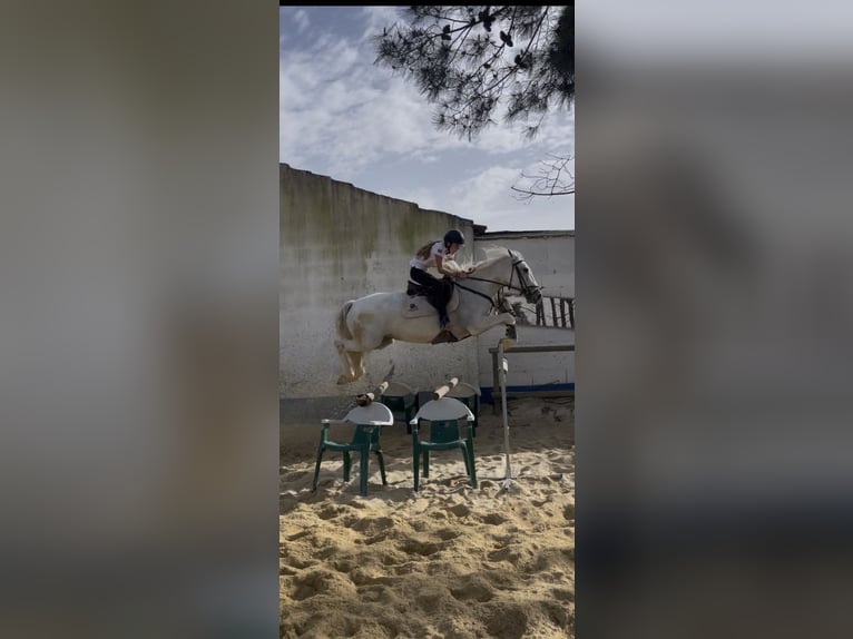 Lusitanos Stute 8 Jahre 160 cm White in Almada