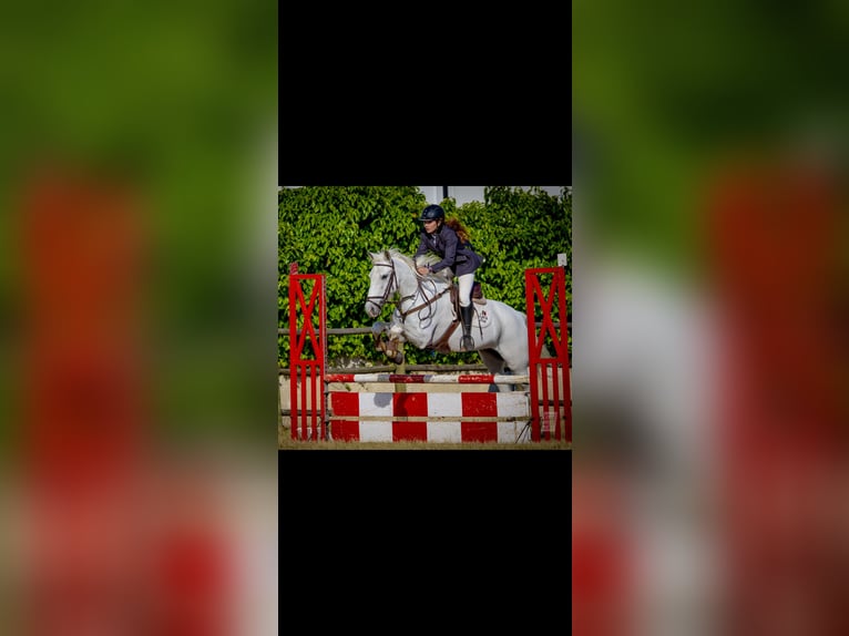 Lusitanos Stute 8 Jahre 160 cm White in Almada