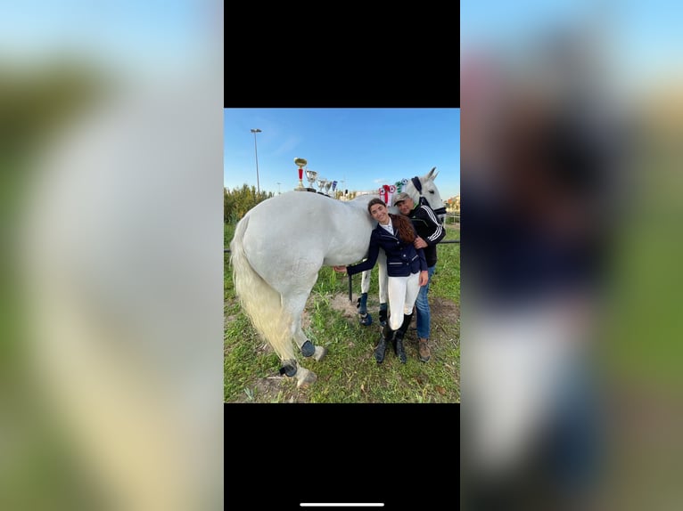 Lusitanos Stute 8 Jahre 160 cm White in Almada