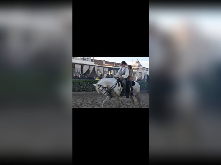 Lusitanos Stute 8 Jahre 160 cm White in Almada