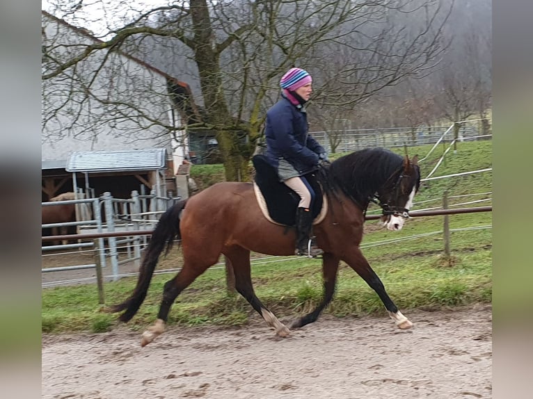 Lusitanos Stute 8 Jahre 162 cm Brauner in Wangerland Hohenkirchen