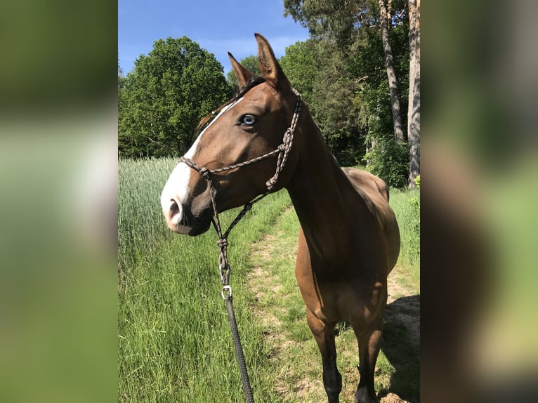 Lusitanos Stute 8 Jahre 162 cm Brauner in Wangerland Hohenkirchen
