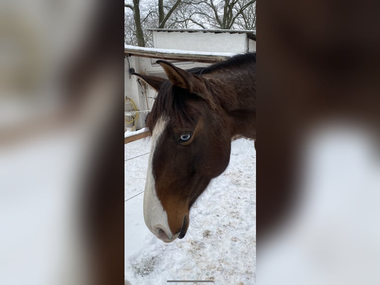 Lusitanos Stute 8 Jahre 162 cm Brauner in Wangerland Hohenkirchen