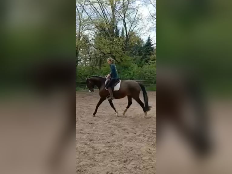 Lusitanos Stute 8 Jahre 162 cm Brauner in Wangerland Hohenkirchen