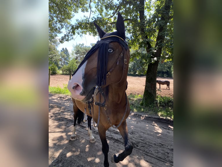 Lusitanos Stute 8 Jahre 162 cm Brauner in Wangerland Hohenkirchen