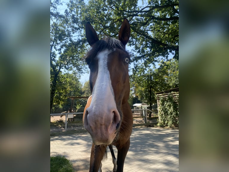 Lusitanos Stute 8 Jahre 162 cm Brauner in Wangerland Hohenkirchen