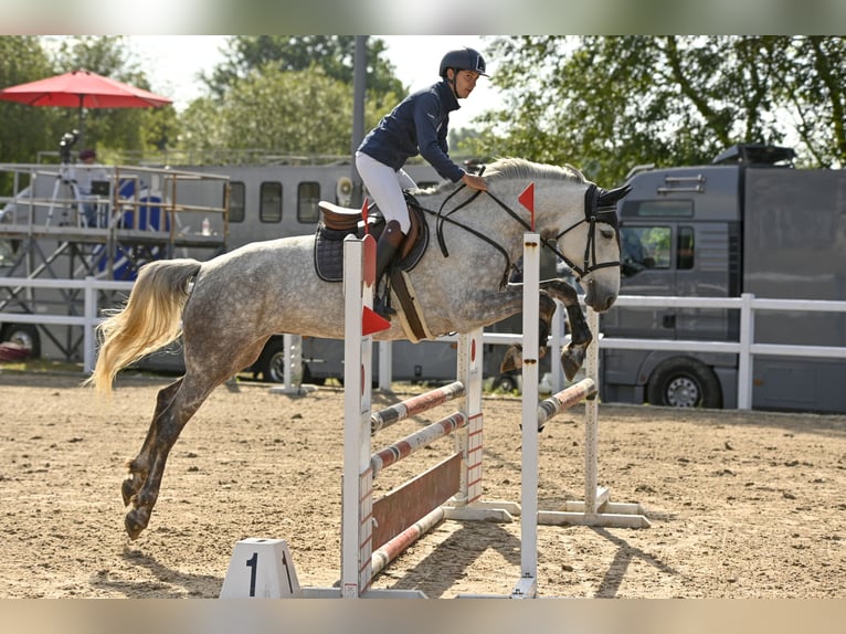 Lusitanos Mix Stute 8 Jahre Fliegenschimmel in SantanderSantander