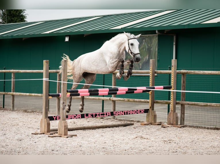 Lusitanos Mix Stute 8 Jahre Fliegenschimmel in SantanderSantander