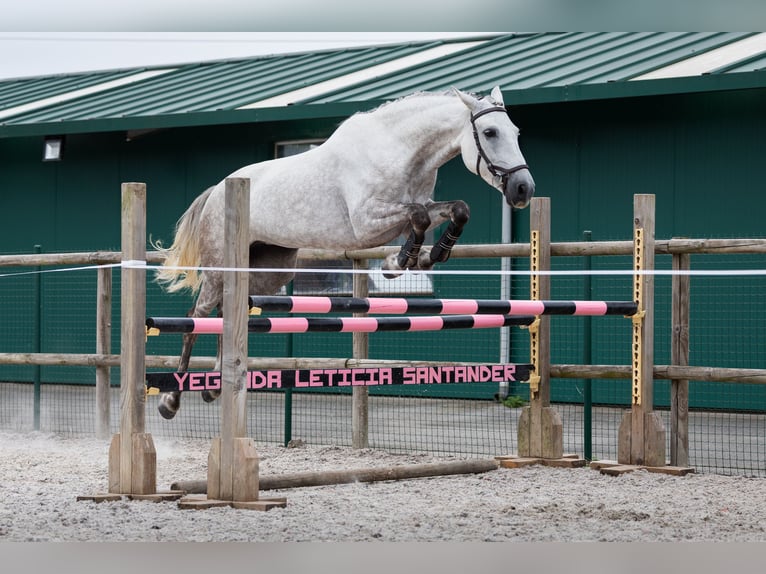 Lusitanos Mix Stute 8 Jahre Fliegenschimmel in SantanderSantander