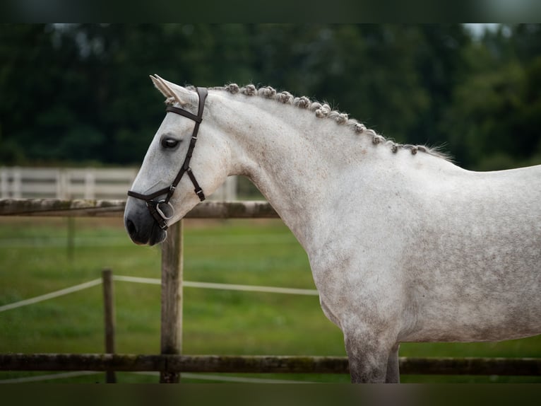 Lusitanos Mix Stute 8 Jahre Fliegenschimmel in SantanderSantander