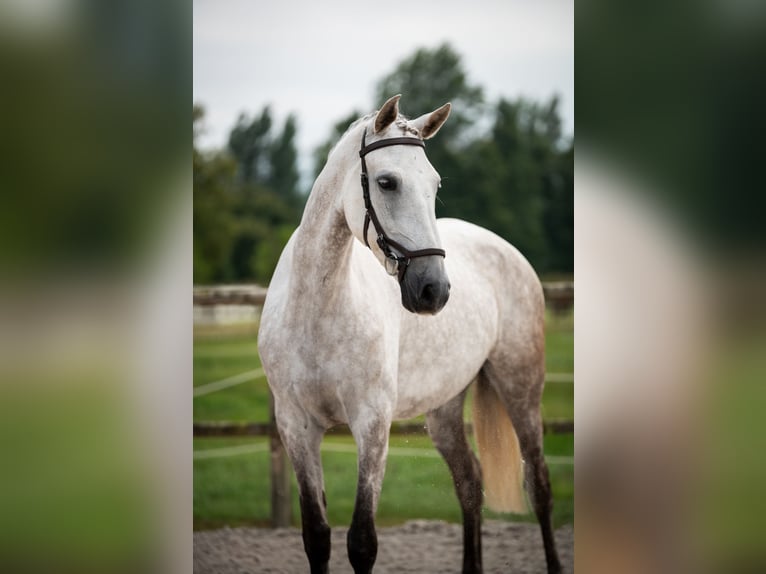 Lusitanos Mix Stute 8 Jahre Fliegenschimmel in SantanderSantander