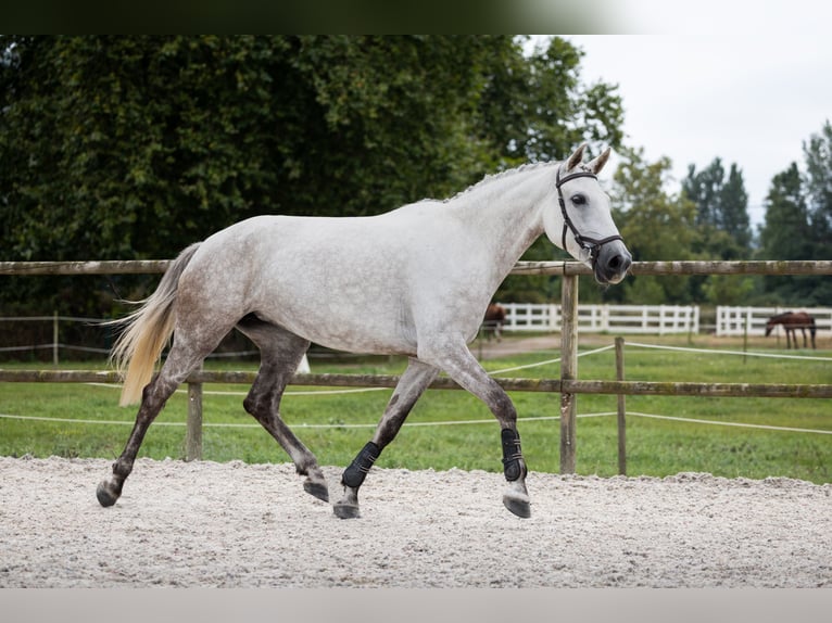 Lusitanos Mix Stute 8 Jahre Fliegenschimmel in SantanderSantander