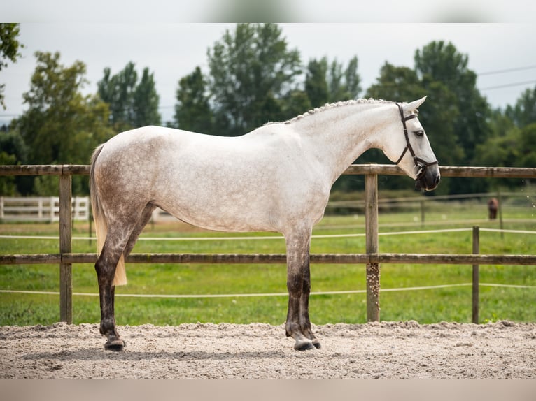 Lusitanos Mix Stute 8 Jahre Fliegenschimmel in SantanderSantander