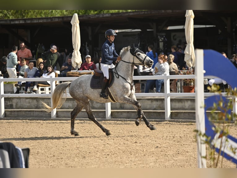 Lusitanos Mix Stute 8 Jahre Fliegenschimmel in SantanderSantander