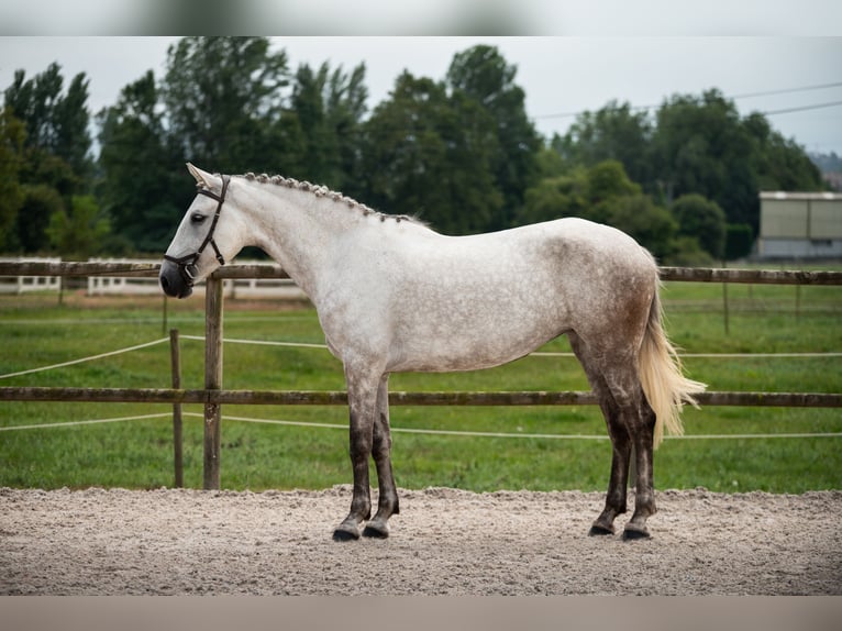 Lusitanos Mix Stute 8 Jahre Fliegenschimmel in SantanderSantander