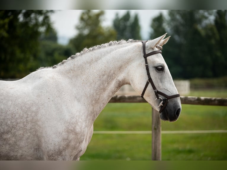 Lusitanos Mix Stute 8 Jahre Fliegenschimmel in SantanderSantander