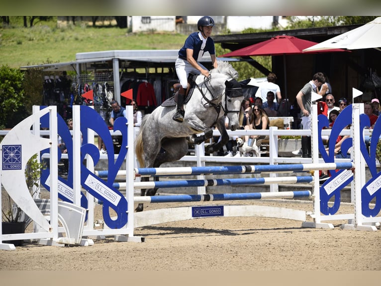 Lusitanos Mix Stute 8 Jahre Fliegenschimmel in SantanderSantander