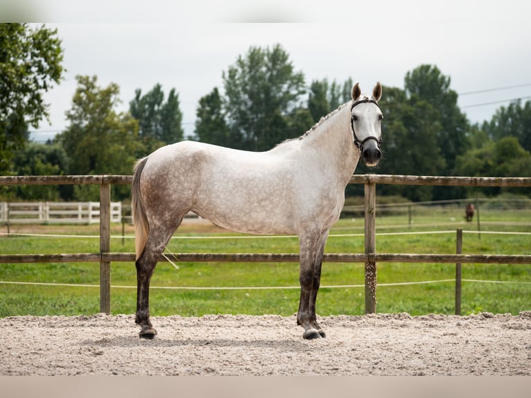 Lusitanos Mix Stute 8 Jahre Fliegenschimmel in SantanderSantander