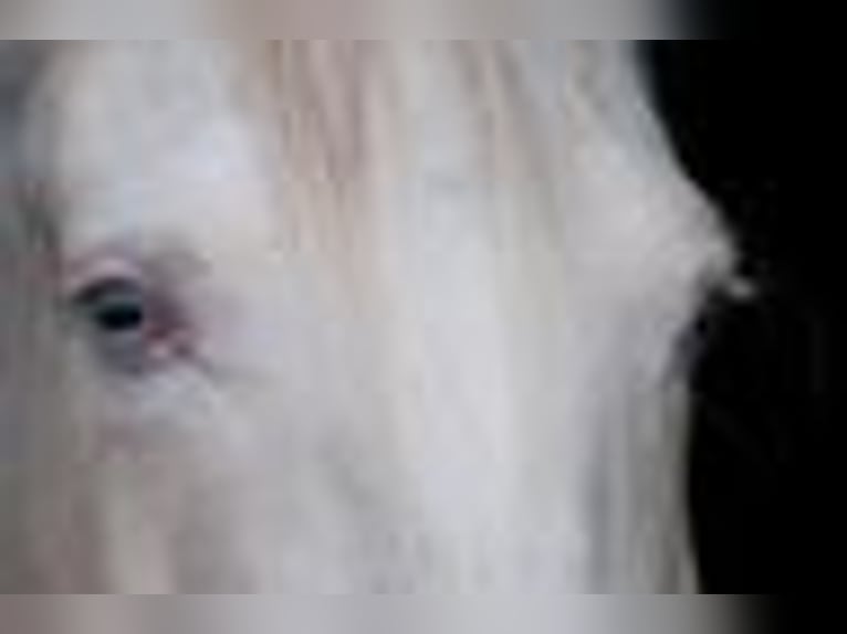 Lusitanos Stute 9 Jahre 148 cm Cremello in Weiterstadt
