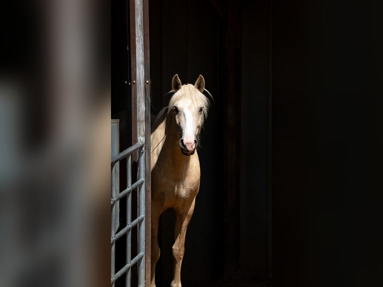 Lusitanos Stute 9 Jahre 150 cm Palomino in Waldkraiburg