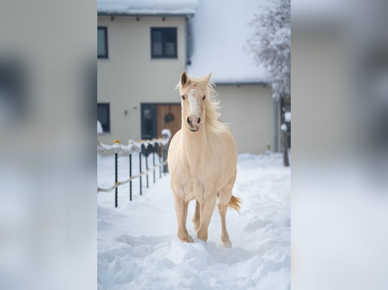 Lusitanos Stute 9 Jahre 150 cm Palomino in Waldkraiburg
