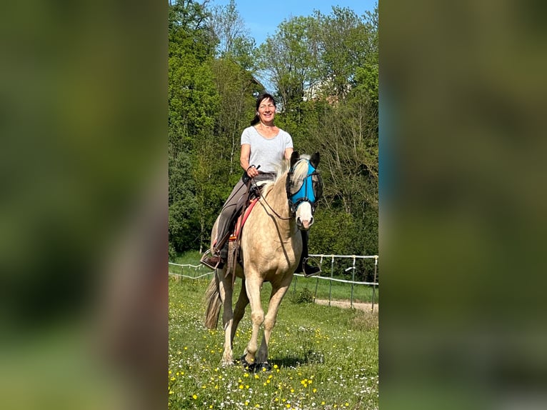 Lusitanos Stute 9 Jahre 150 cm Palomino in Waldkraiburg